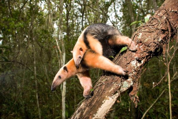 Black-and-white anteater climbing headfirst down a log, with an identical but smaller pup on her back.