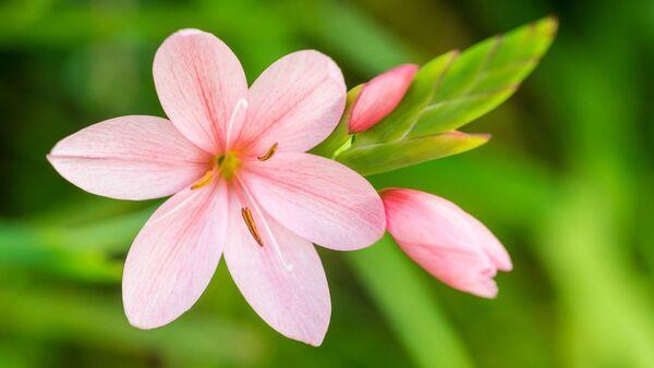 The  pink hesperantha is in bloom this season. File pictures